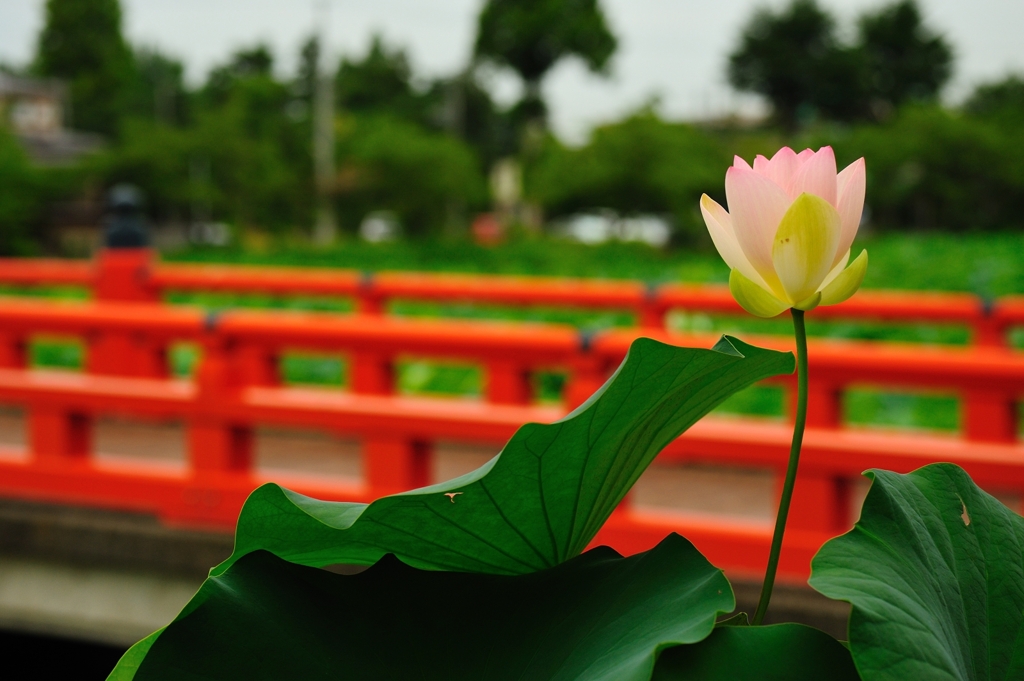 蓮と朱橋１