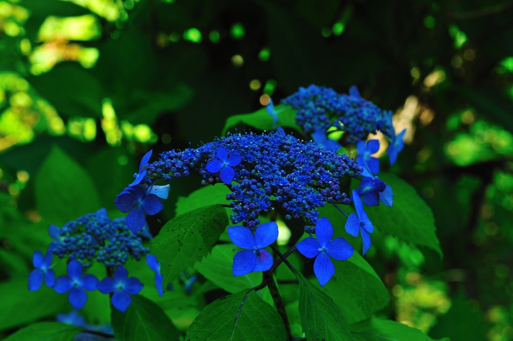 紫陽花の主張