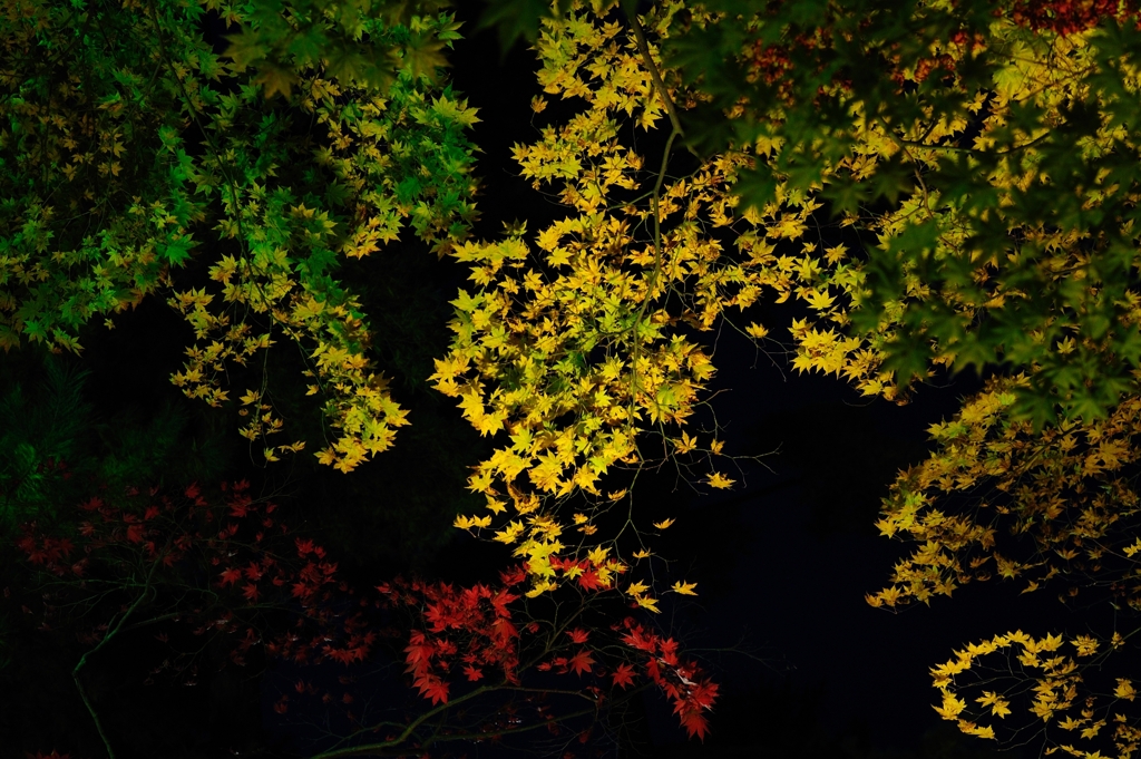 夜に咲く色
