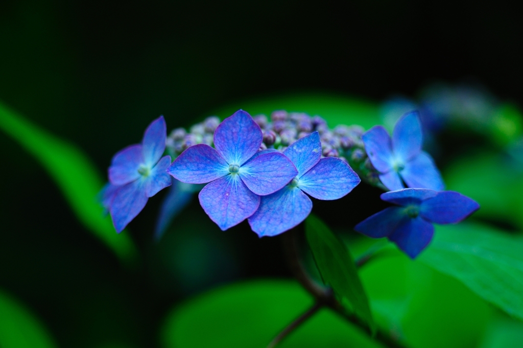 季節になる前の紫陽花１