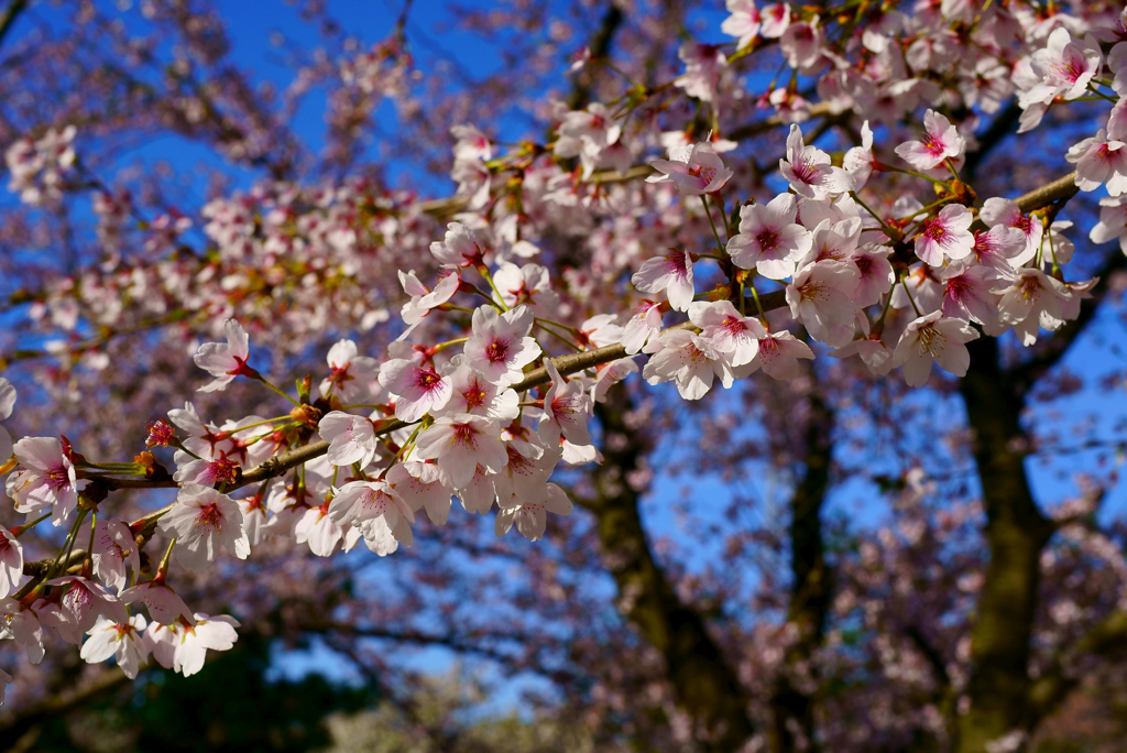 散り際の桜