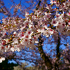 散り際の桜