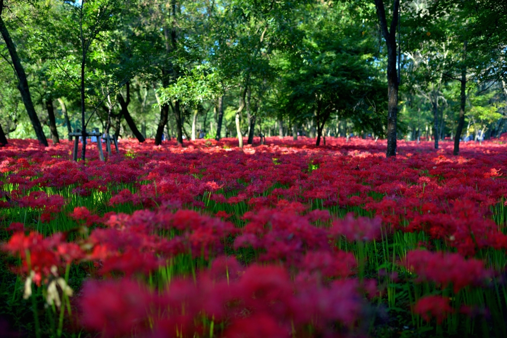 深紅の色