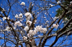 春はこれから２