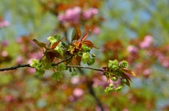 御衣黄　緑の桜