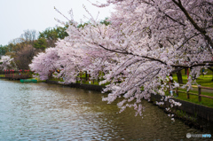湖畔の桜３