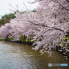 湖畔の桜３