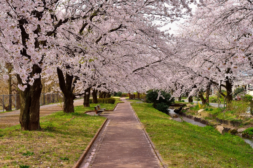 桜の屋根