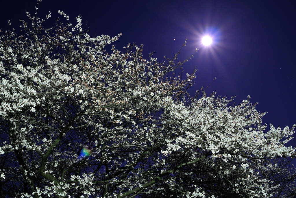 夜桜