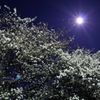 夜桜