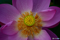 蓮開花