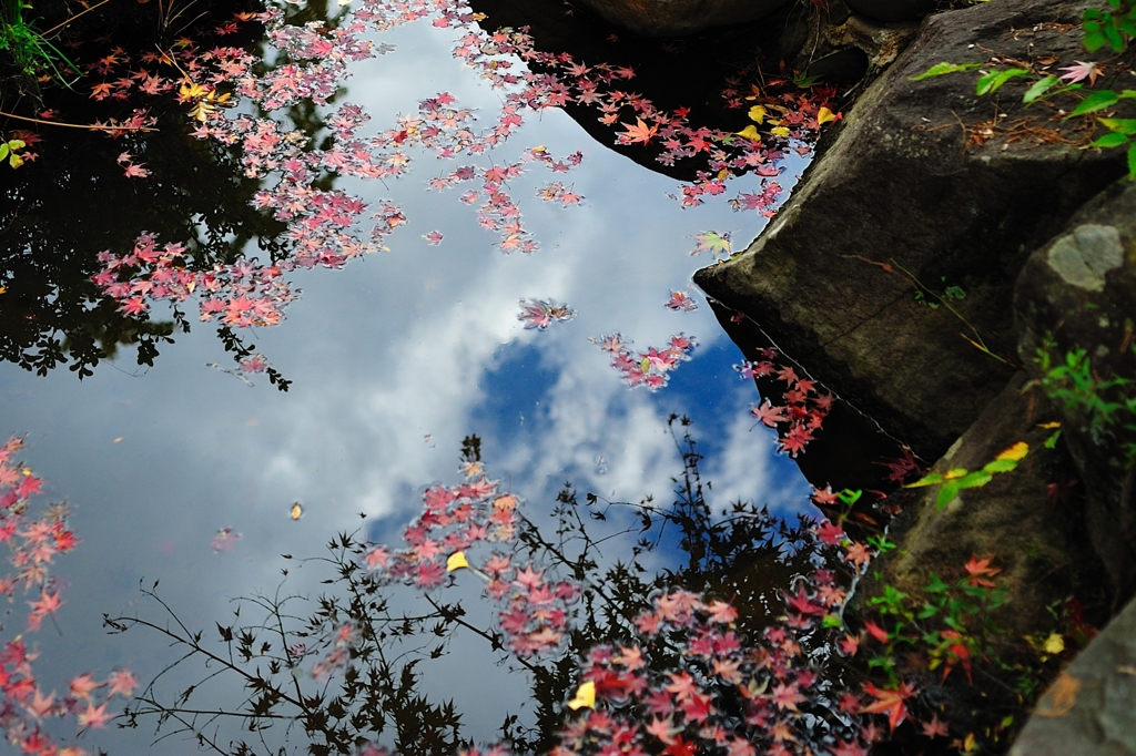 水鏡ともみじ