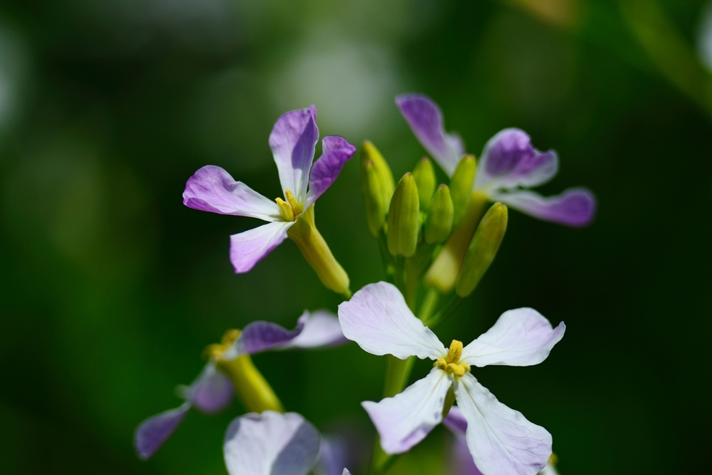 羽化したばかり花