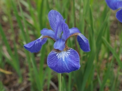 新緑の季節の花２