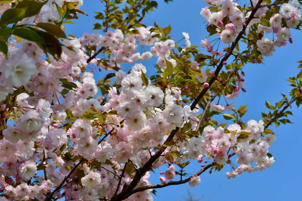 サクラいろいろ２