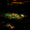 Spotlight