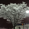今夜雪深深と１