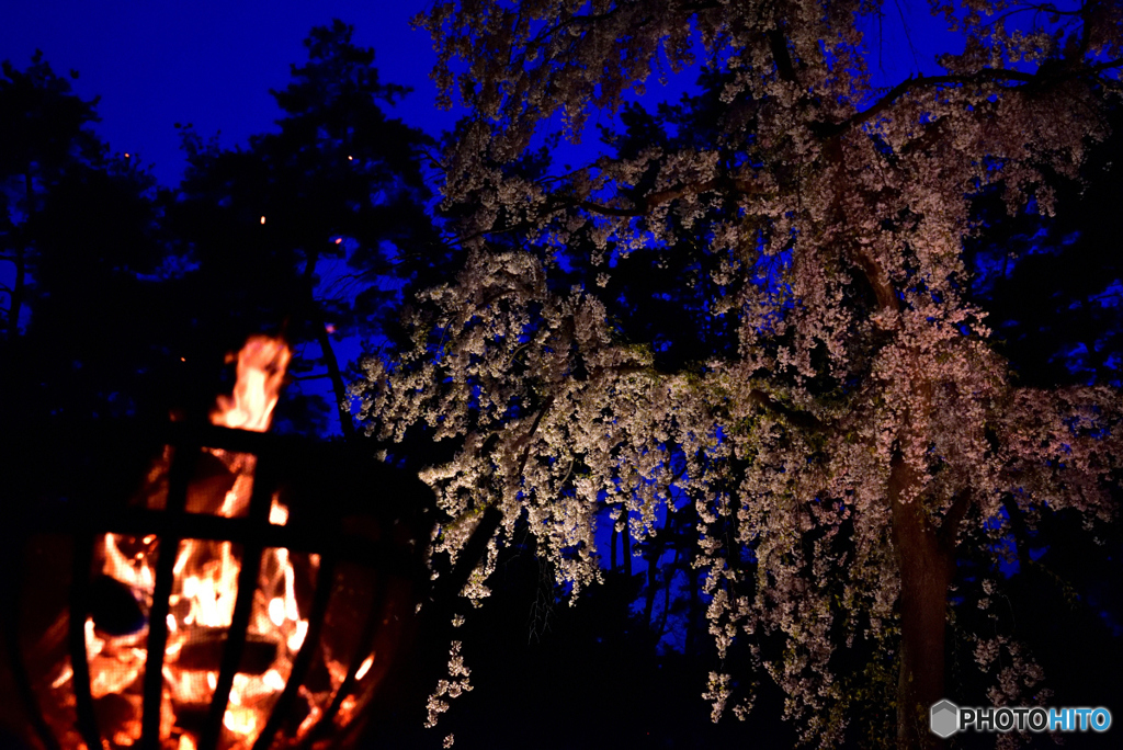 じゅんさい池ライトアップ１