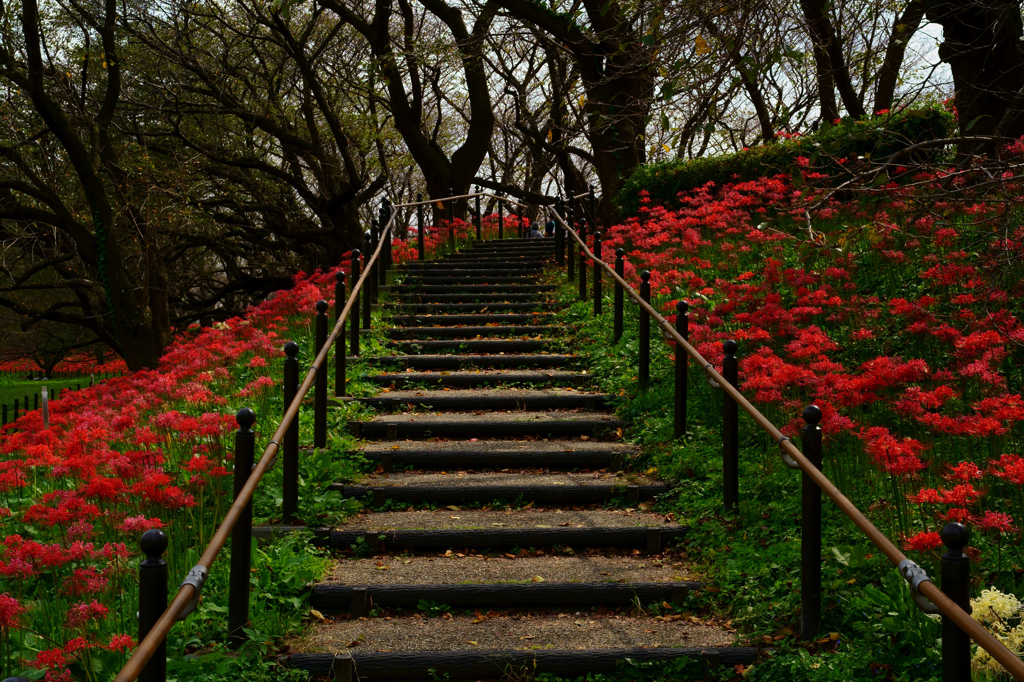 紅の階段