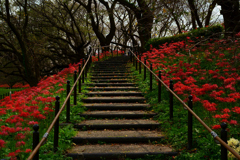 紅の階段