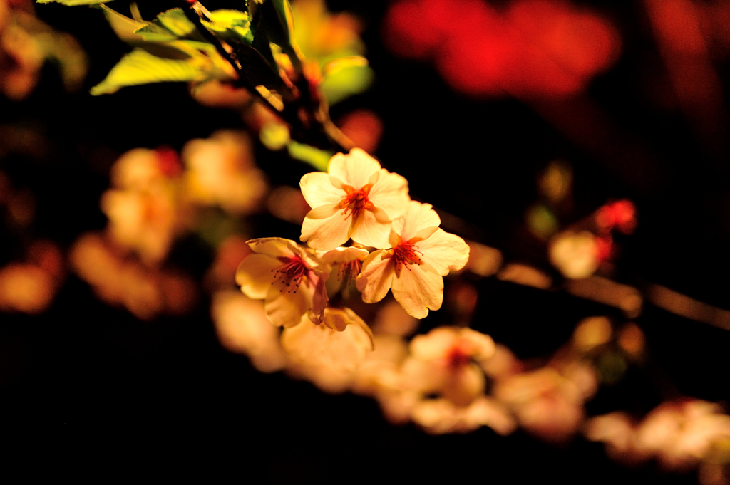 すご堀の桜２