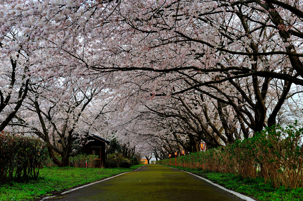 桜トンネル