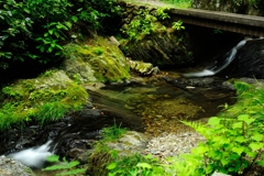 Forest Whisper4