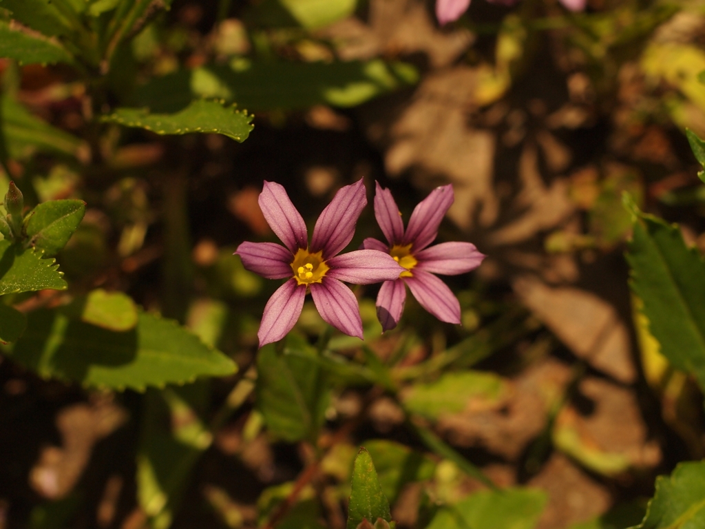 新緑の季節の花５