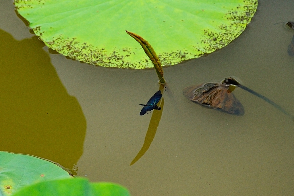 蓮池のトンボ２