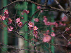 ピンクの梅