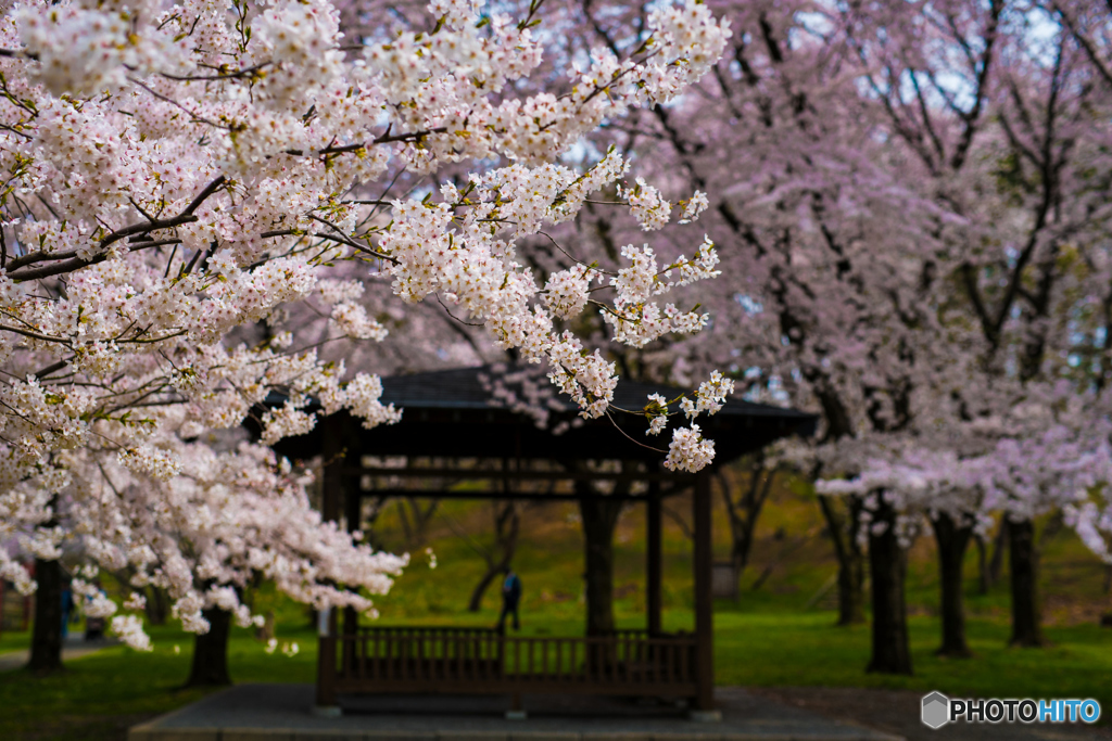 湖畔の桜４