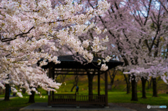 湖畔の桜４