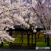 湖畔の桜４