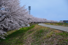 加治川治水公園３