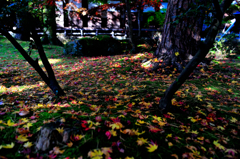 秋色の絨毯２