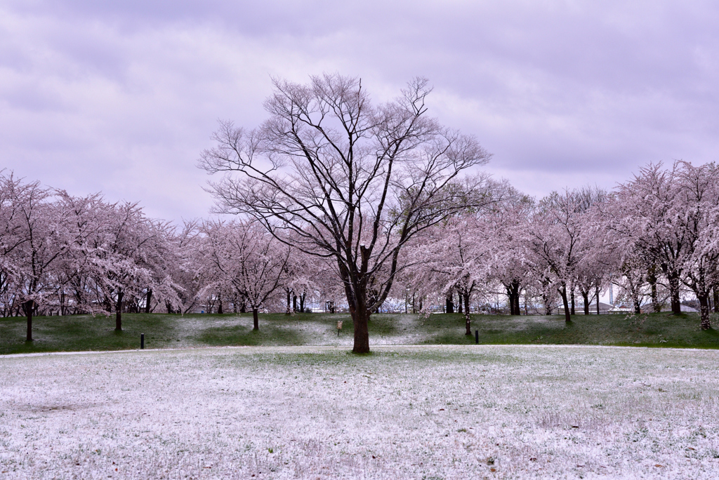 桜に雪