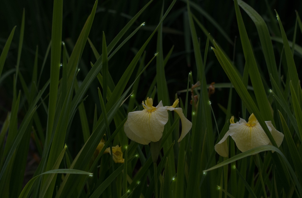 明けの菖蒲