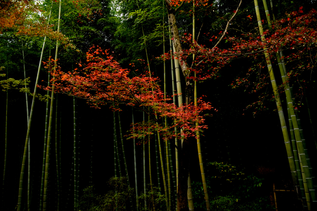 竹林と紅葉２