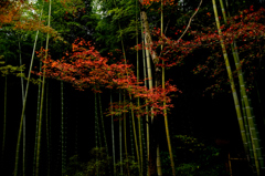 竹林と紅葉２