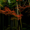 竹林と紅葉２