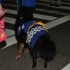 祭り犬