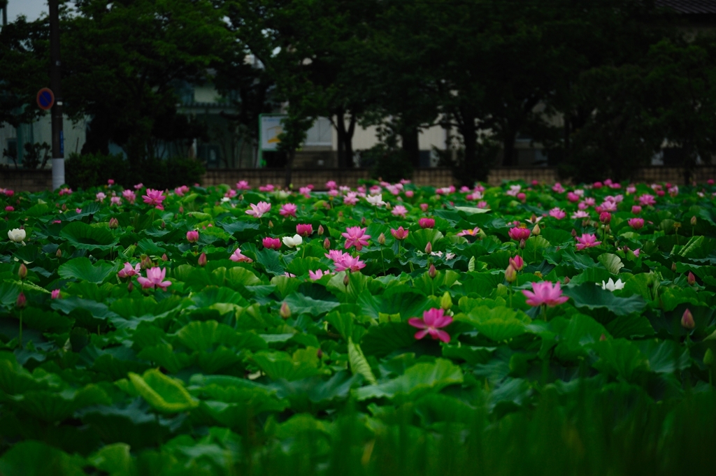 堀一面の蓮の花２