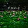 堀一面の蓮の花２