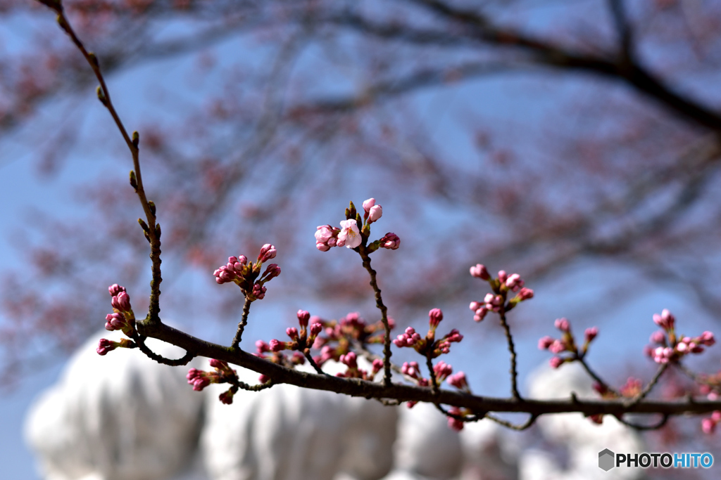 早生の桜