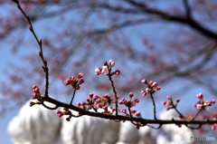早生の桜