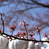 早生の桜