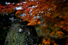 苔むす岩と紅葉