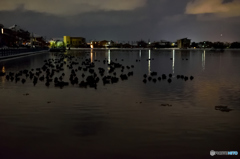 夕闇の中で休む鴨