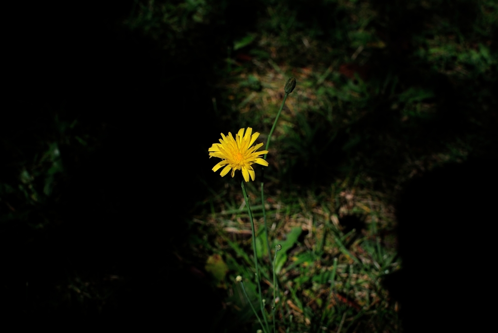 日陰の花