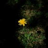 日陰の花